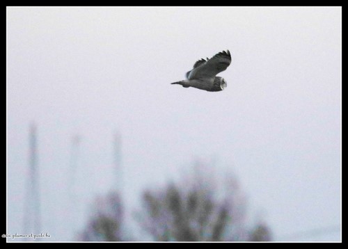 Hibou des marais